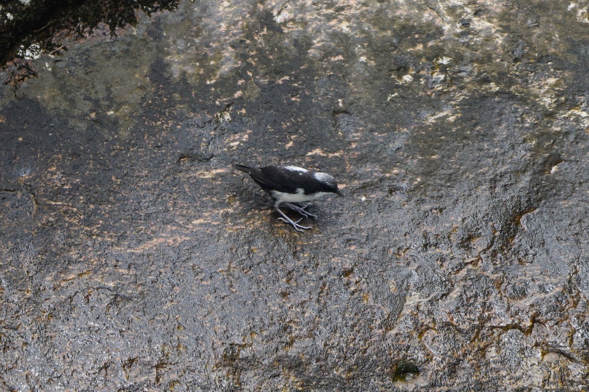 White-capped Dipper - ML211960651