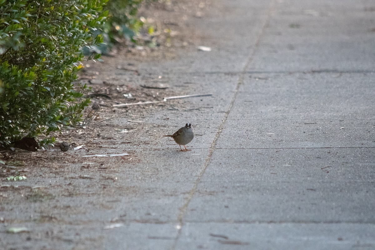 White-crowned Sparrow - ML211961541