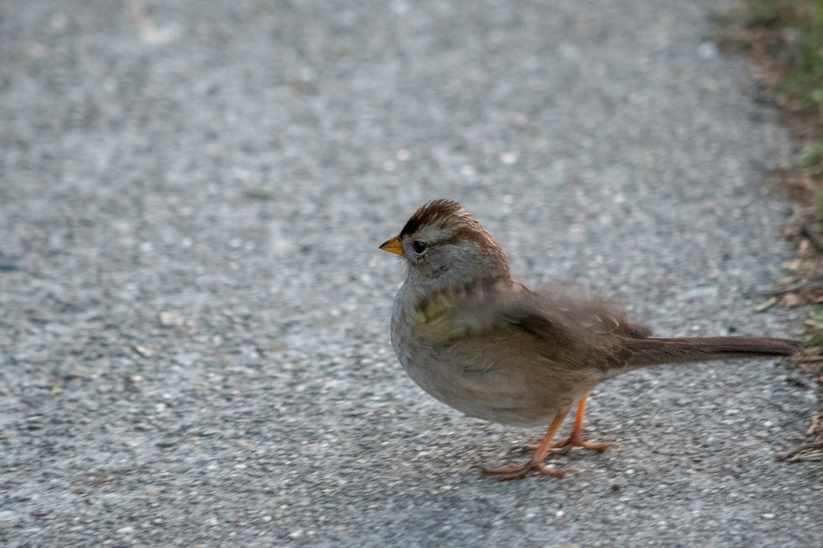 White-crowned Sparrow - ML211961551