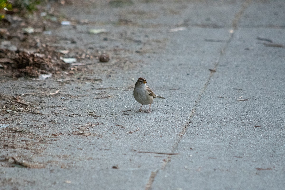 White-crowned Sparrow - ML211961561