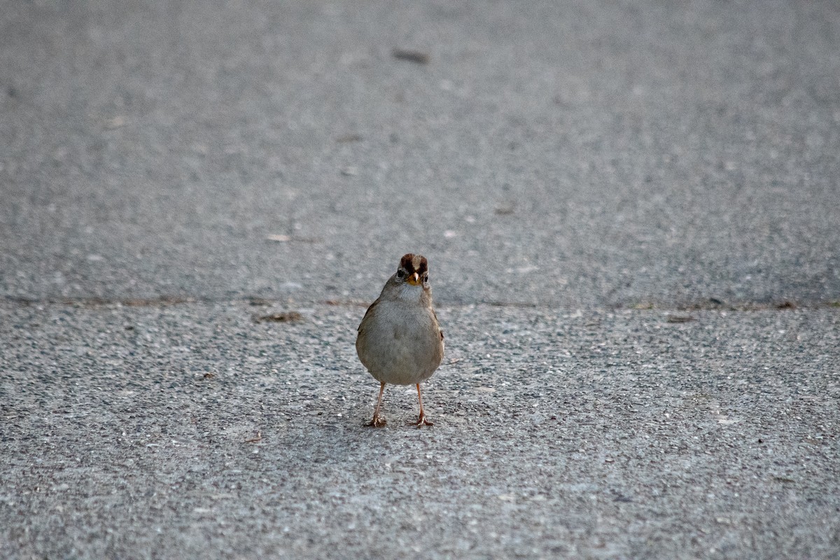 White-crowned Sparrow - ML211961611