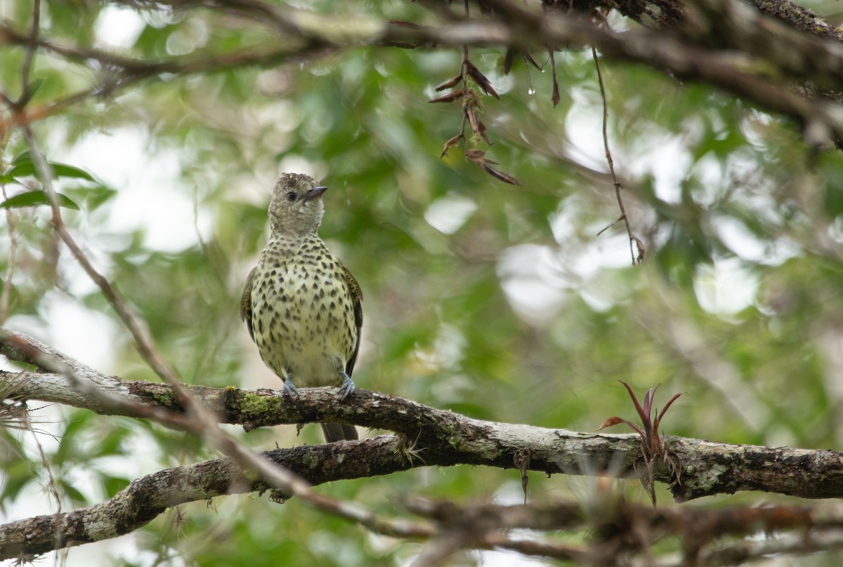 Sharpbill - Marcelo Morena