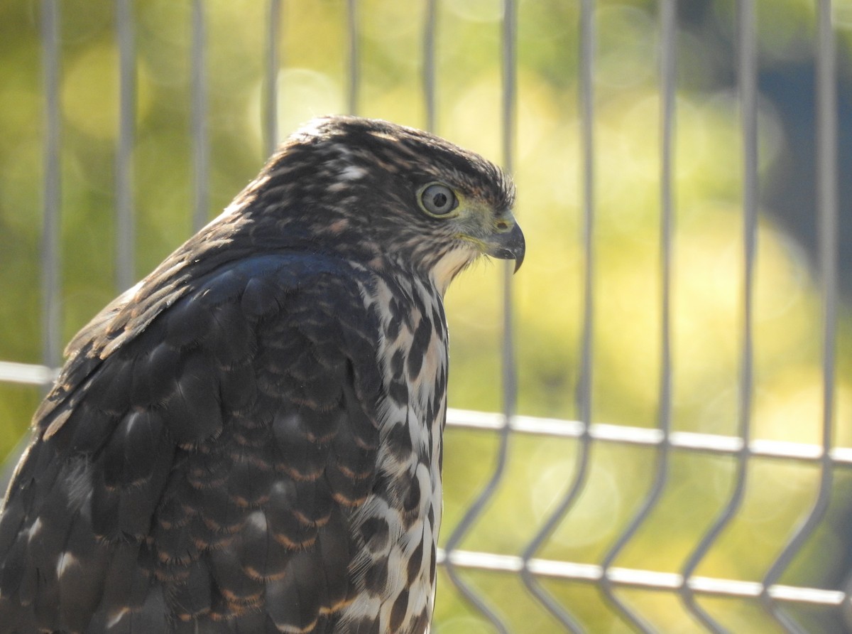 Chilean Hawk - ML211964901