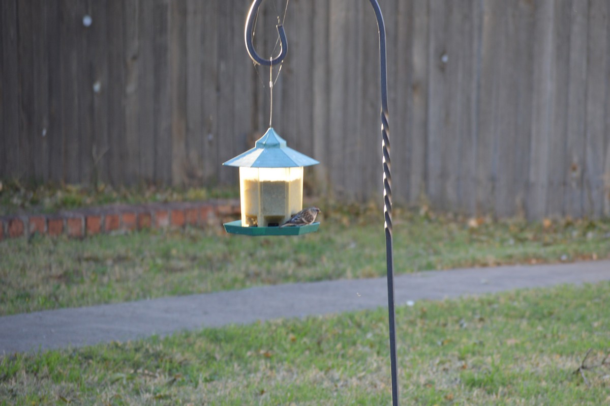 Redpoll (Common) - ML21196491