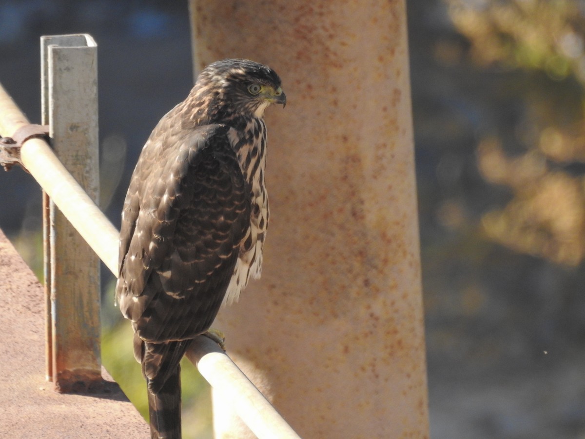Chilean Hawk - ML211964911