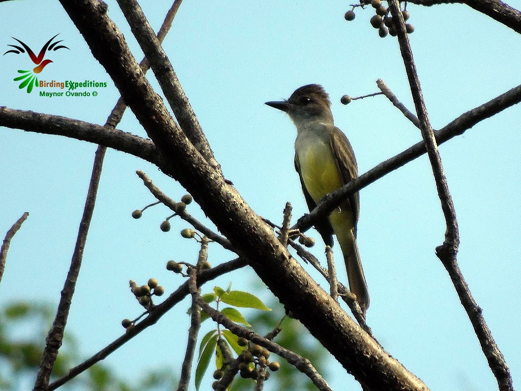 Brown-crested Flycatcher - ML21196521