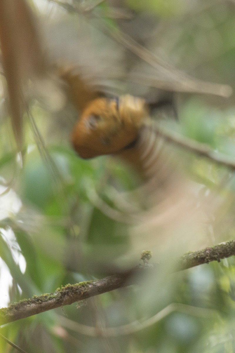 Fujian Niltava - ML211966541