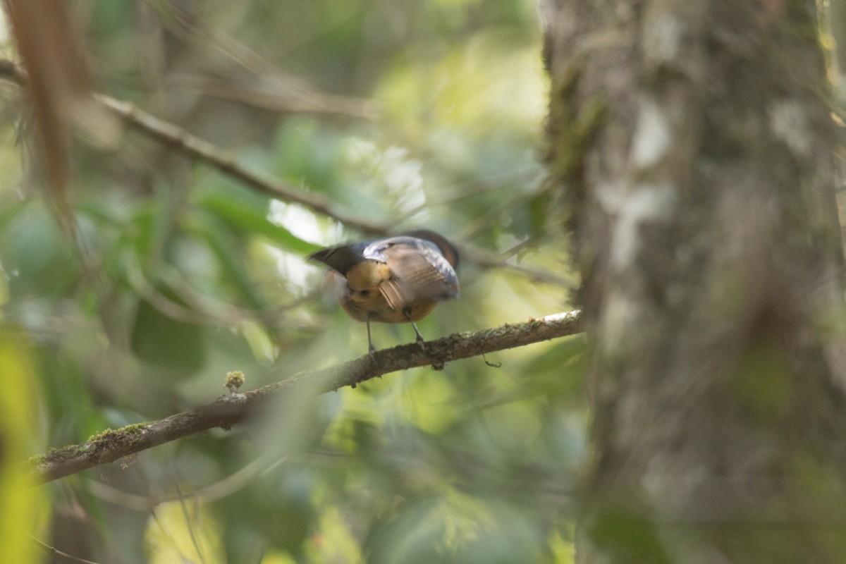 Fujian Niltava - ML211966551