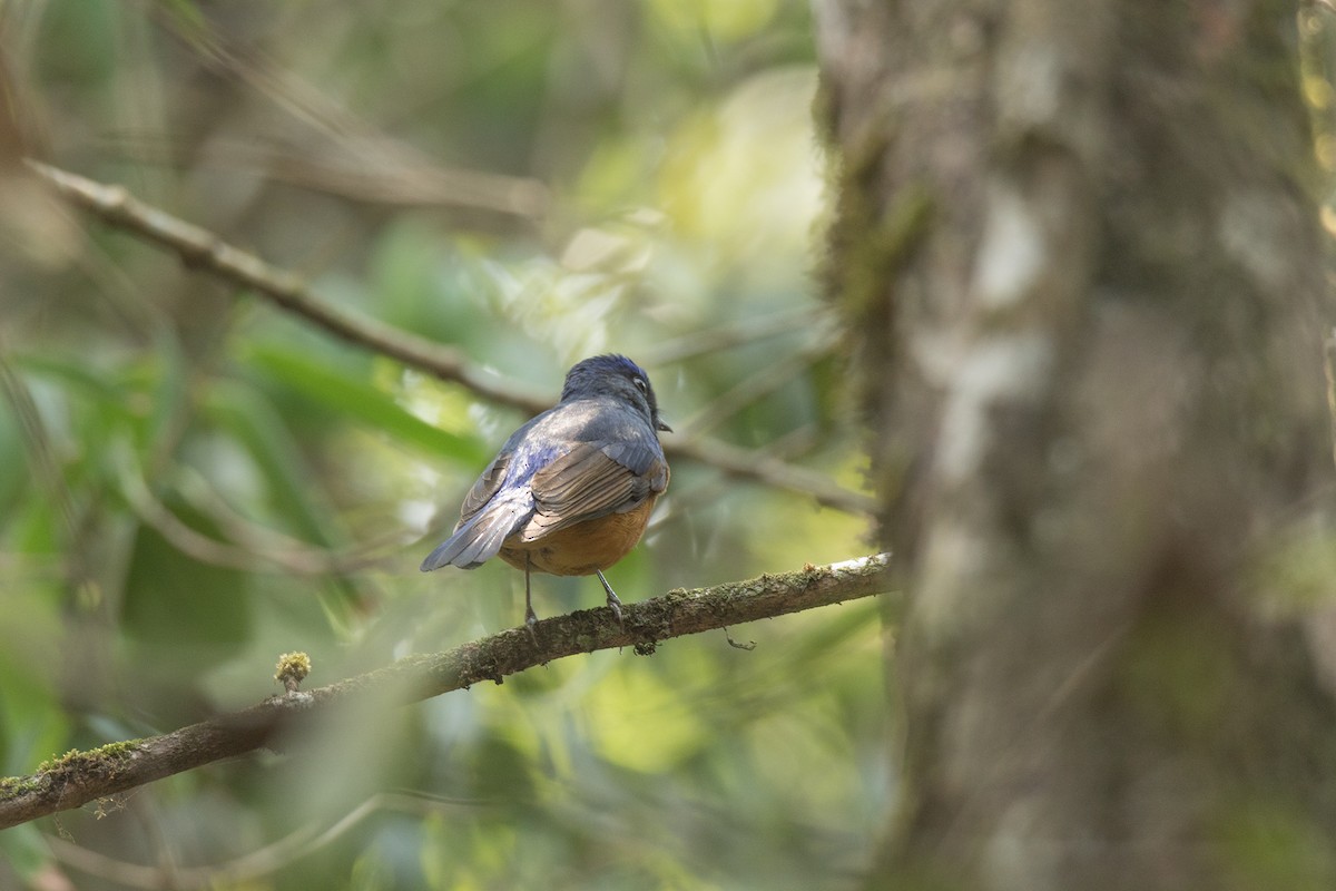 Fujian Niltava - ML211966581