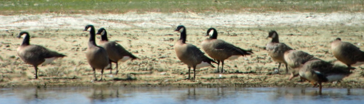 Cackling Goose - Ken Schneider