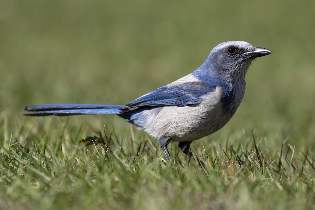 Florida Scrub-Jay - ML211970931