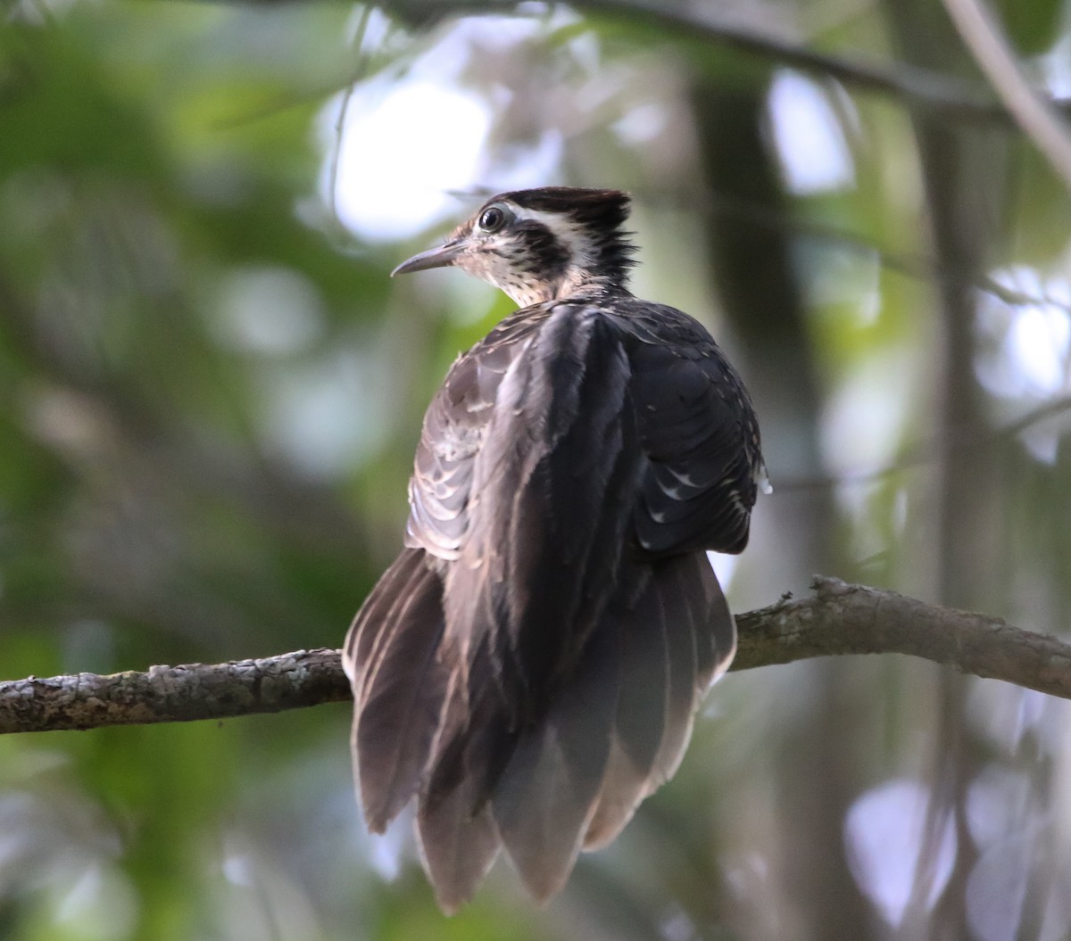 Pheasant Cuckoo - ML211972361