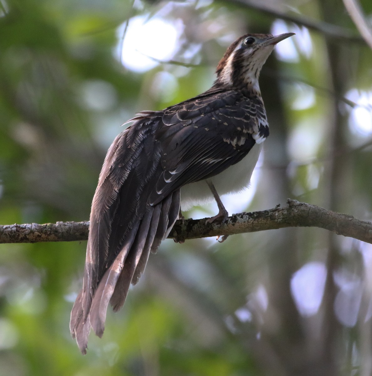 Pheasant Cuckoo - ML211972451