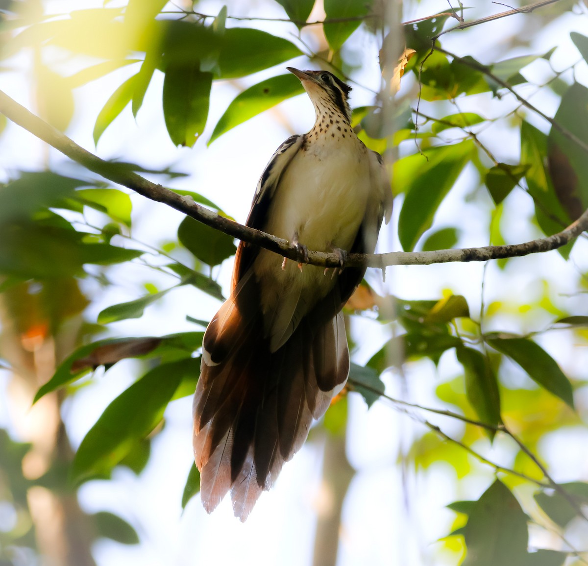 Pheasant Cuckoo - ML211972491