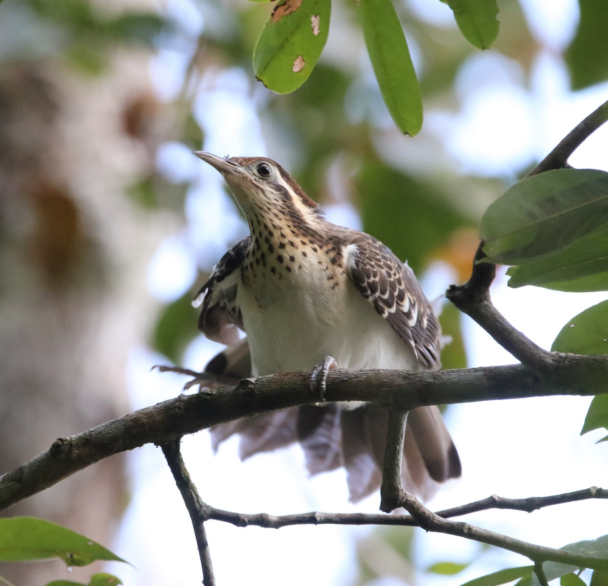 Pheasant Cuckoo - ML211972521