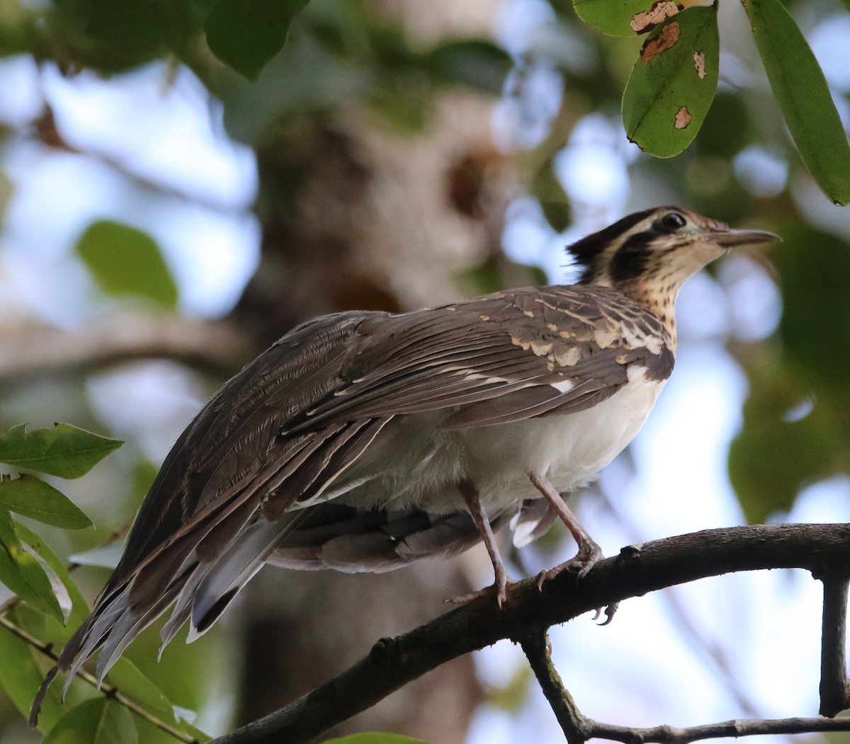 Pheasant Cuckoo - ML211972561