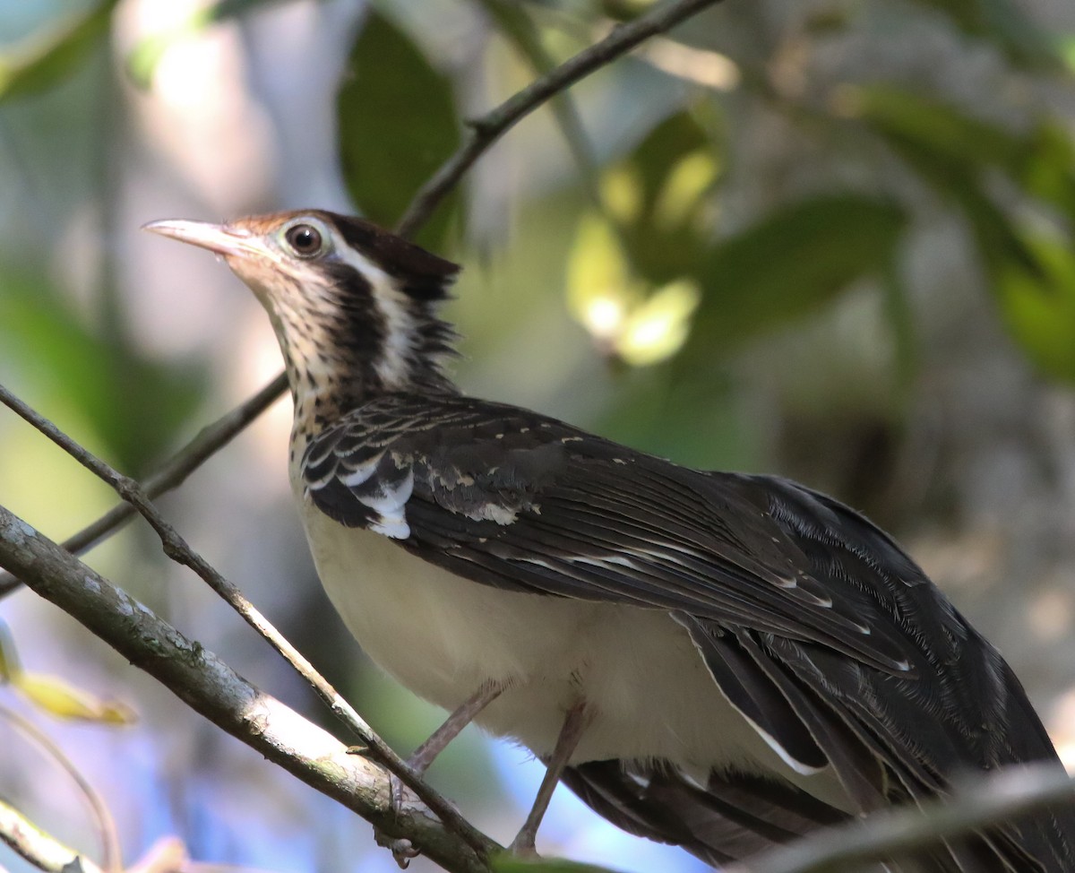 Pheasant Cuckoo - ML211972601