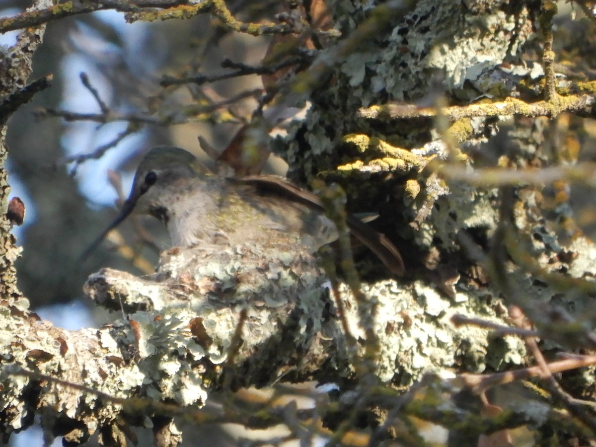 Anna's Hummingbird - ML211972791