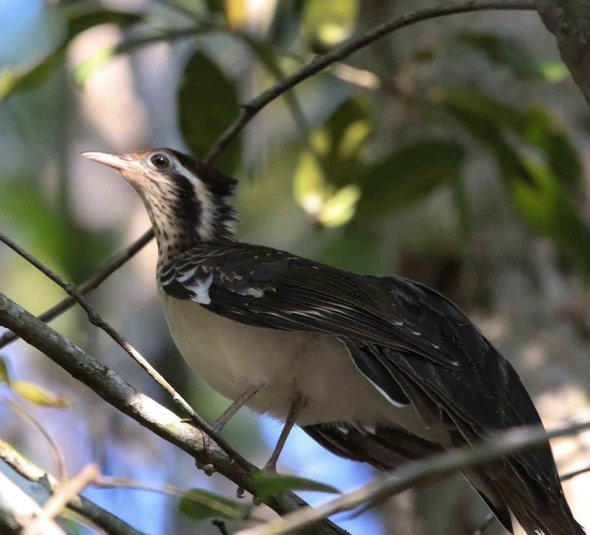 Pheasant Cuckoo - ML211972811