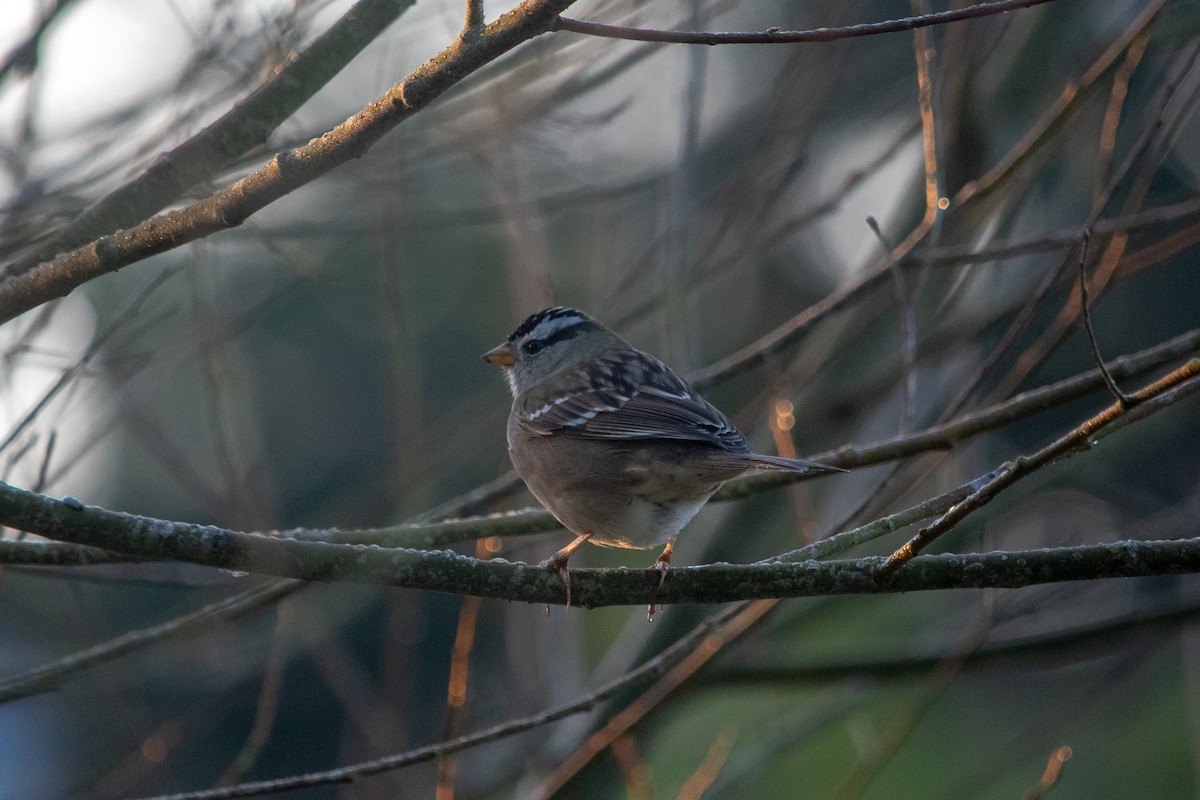 White-crowned Sparrow - ML211972901