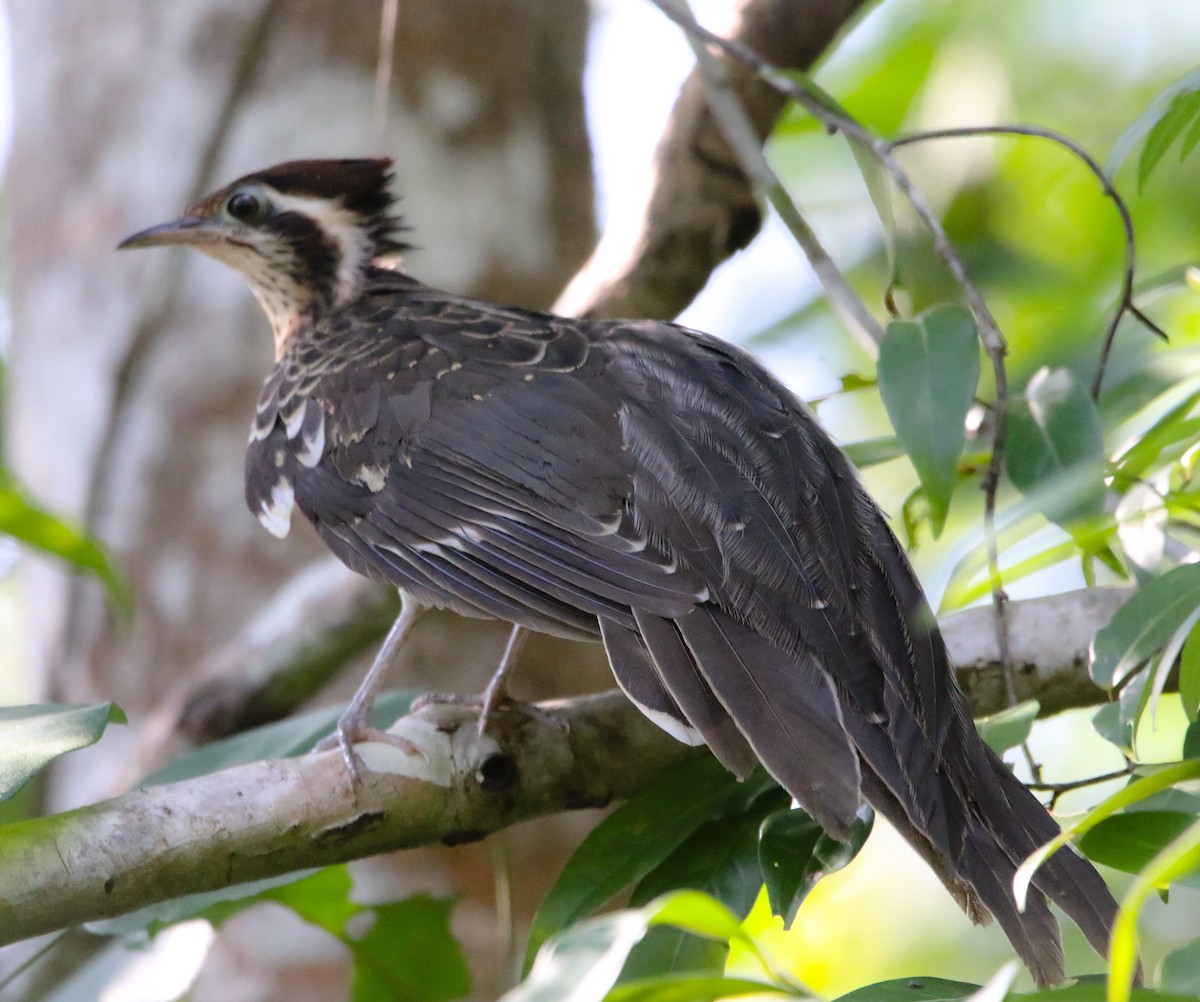 Pheasant Cuckoo - ML211972911