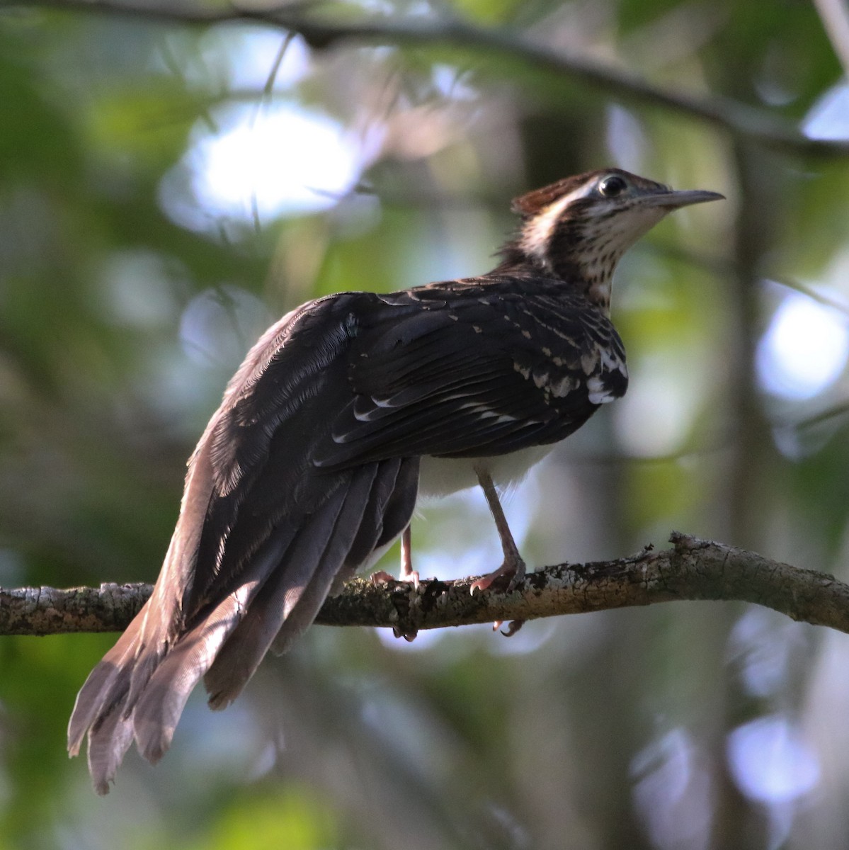 Pheasant Cuckoo - ML211972981