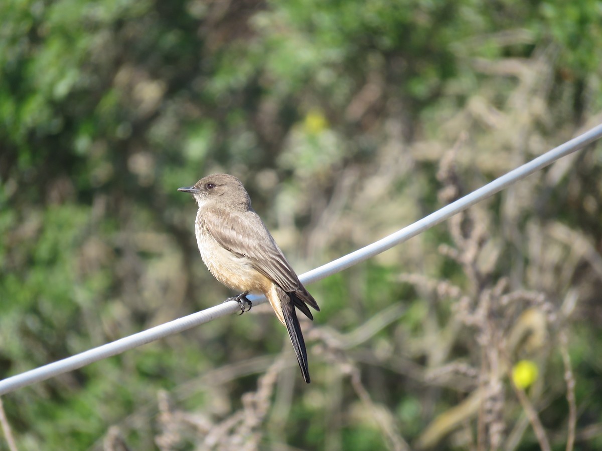 Say's Phoebe - ML211974941