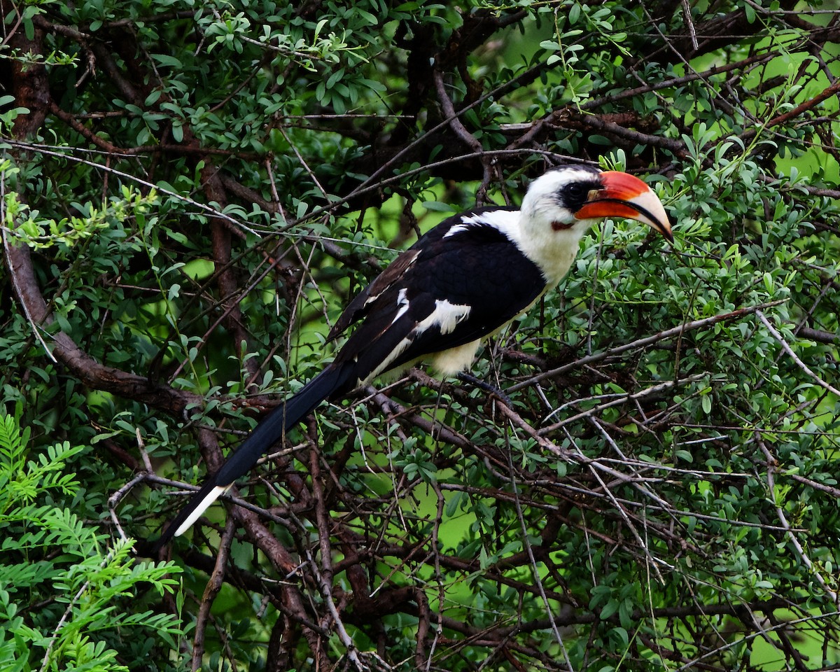 Von der Decken's Hornbill - ML211979311