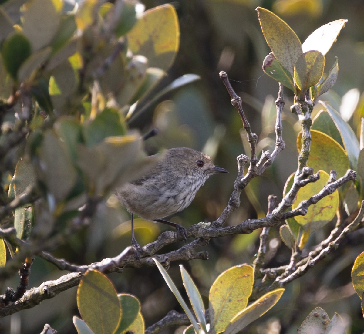 Brown Thornbill - ML211980261