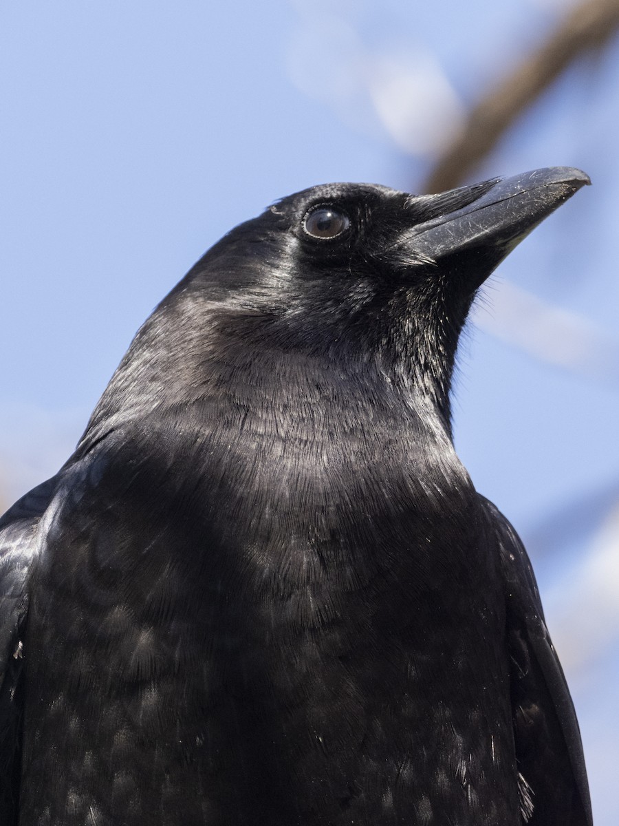 American Crow - ML211983151