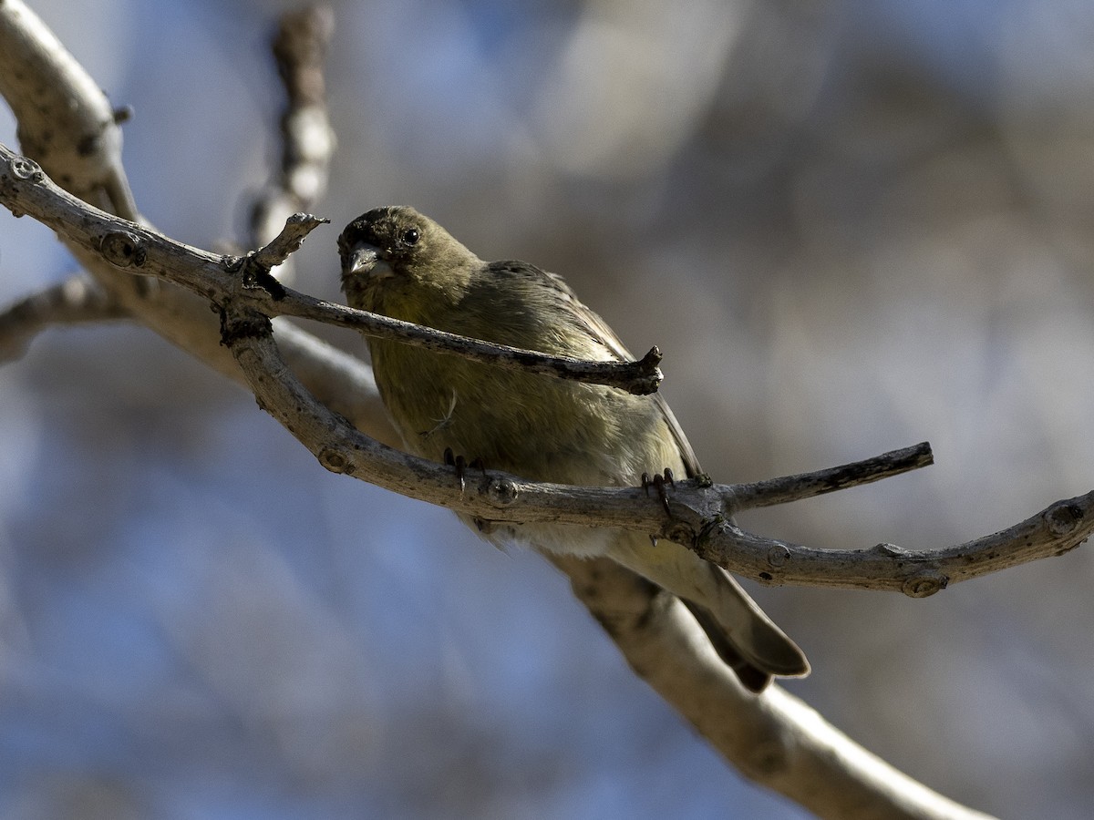 Lesser Goldfinch - ML211983351