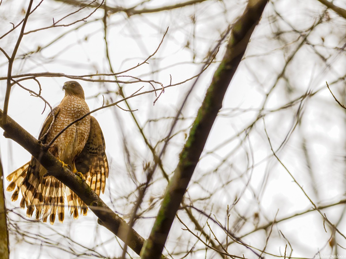 Cooper's Hawk - ML211983671