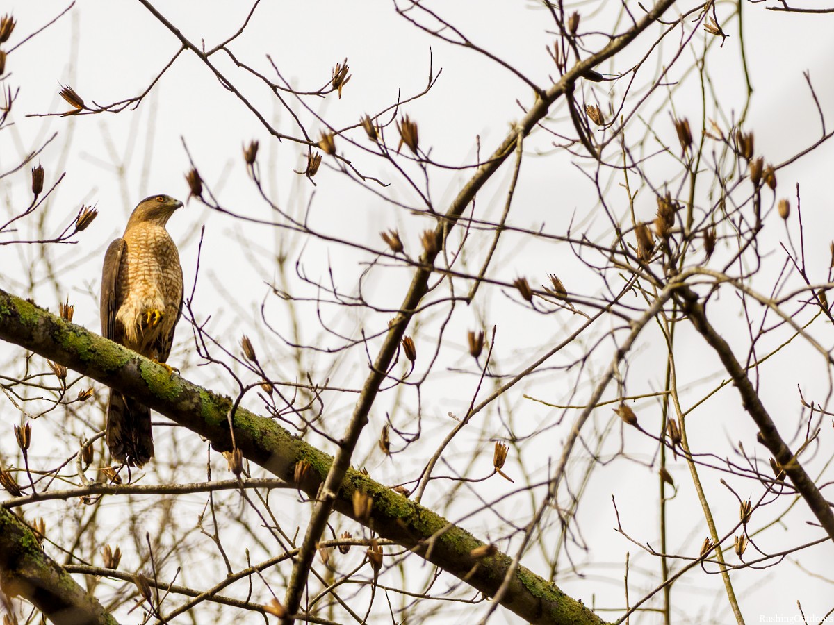 Cooper's Hawk - ML211983681