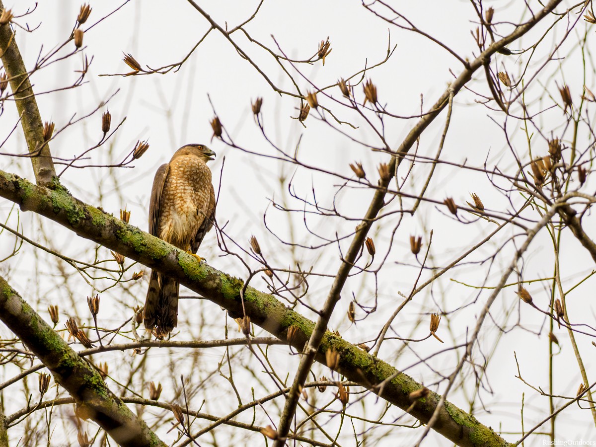 Cooper's Hawk - ML211983691