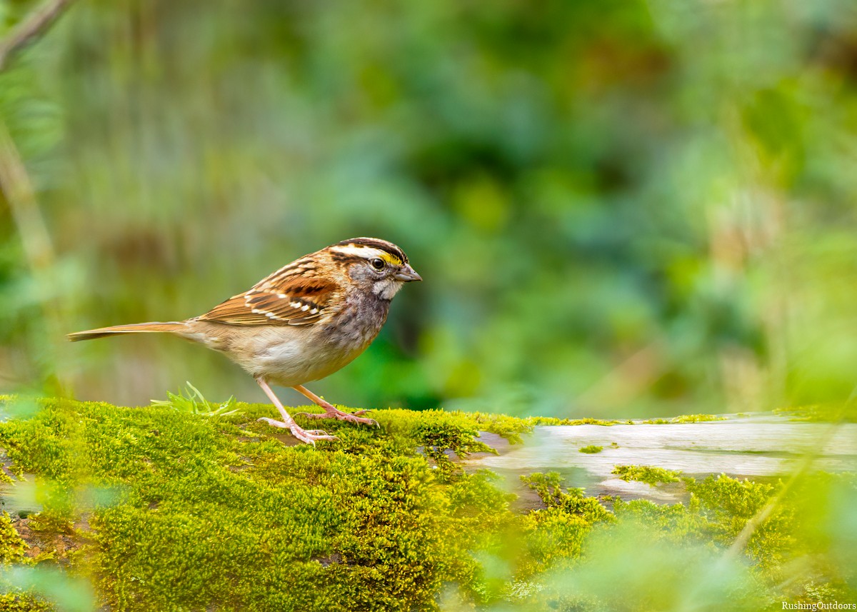 White-throated Sparrow - Steve Rushing