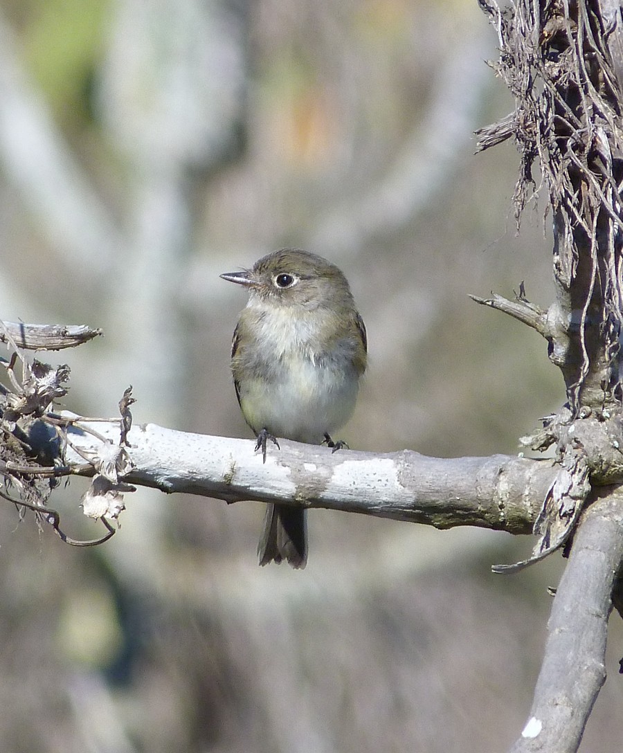 Least Flycatcher - ML21198411