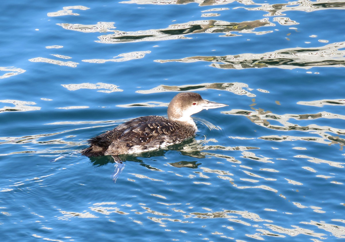 Common Loon - ML211985161