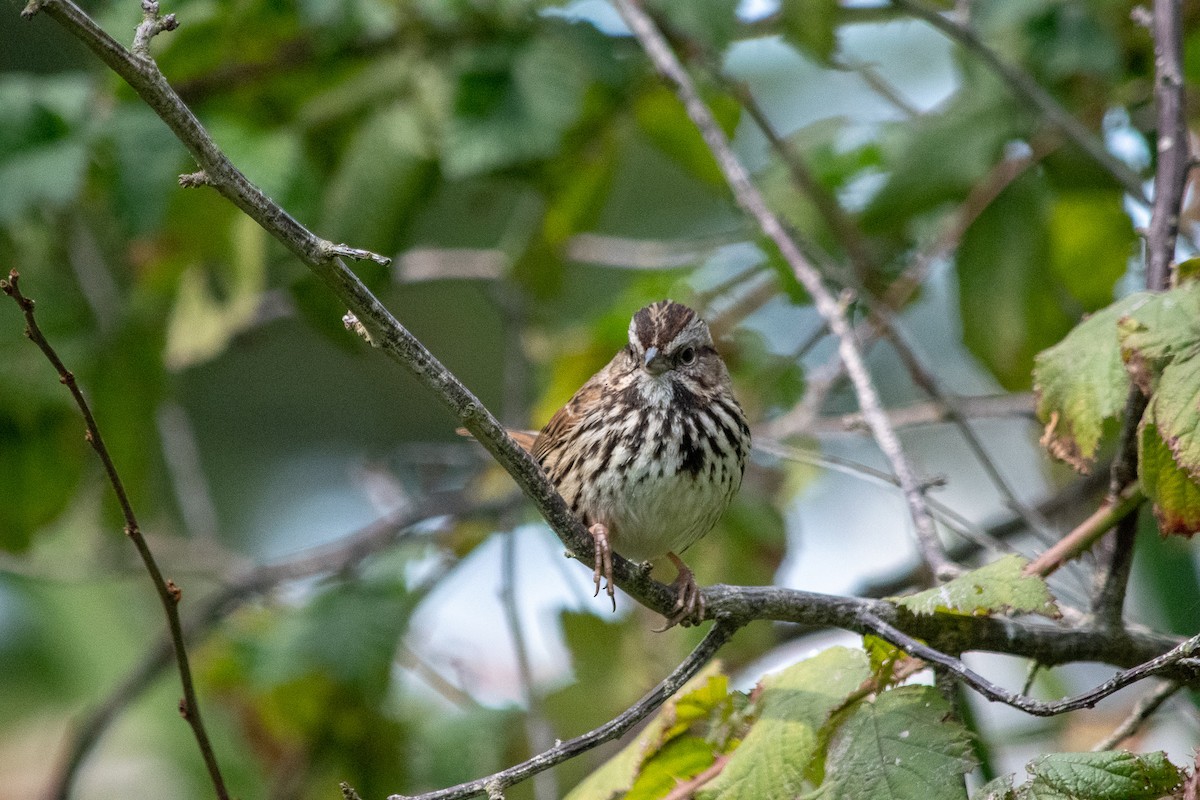 Song Sparrow (heermanni Group) - Richard Littauer