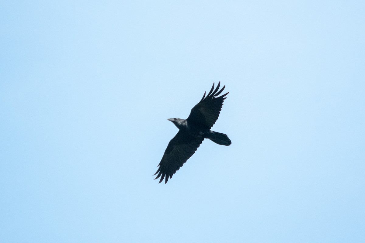 Common Raven - ML211985311