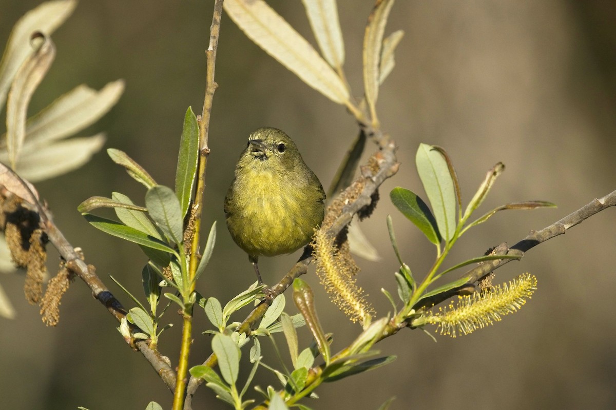 Orange-crowned Warbler - ML211986521