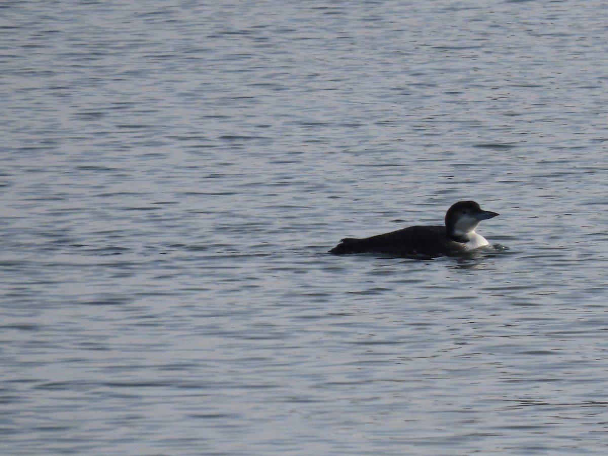 Common Loon - ML211989011