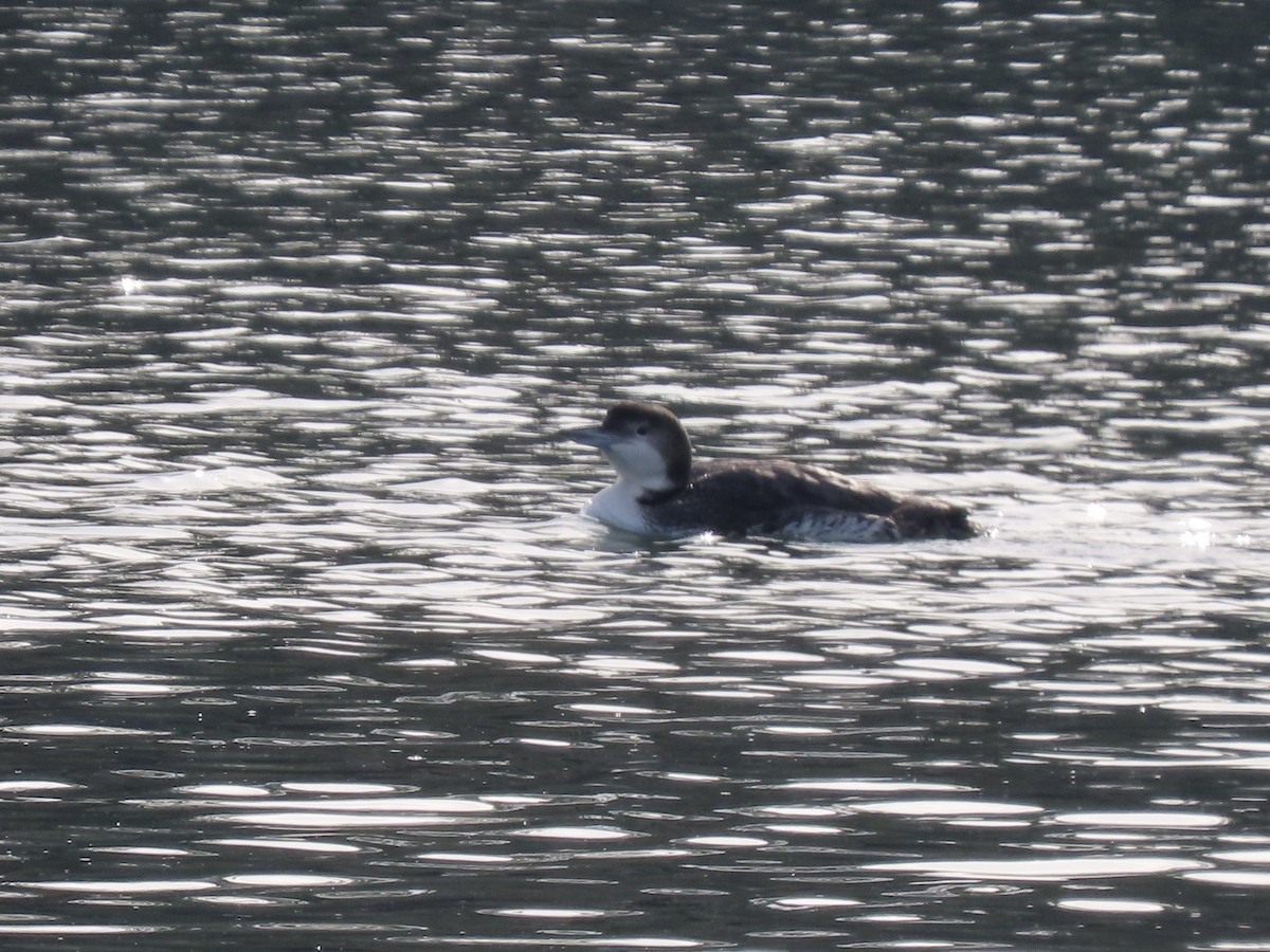 Common Loon - ML211989021