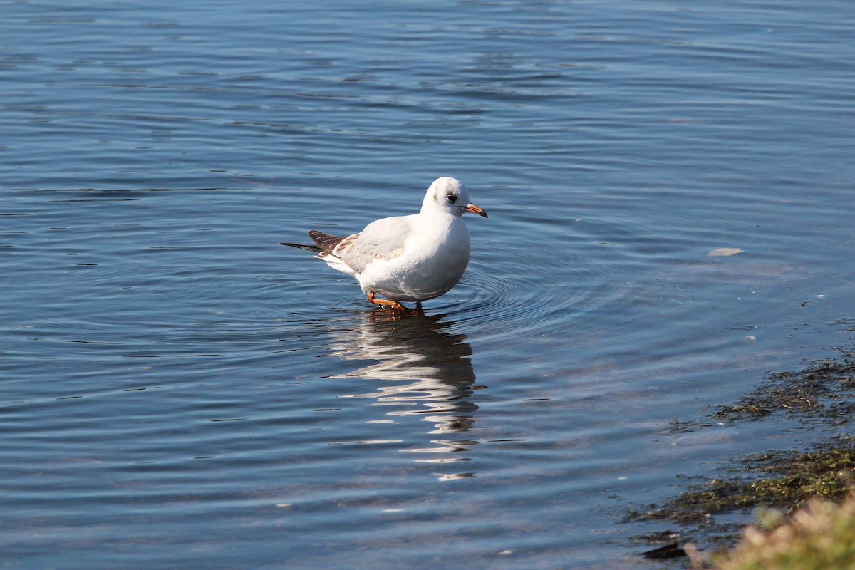 Black-headed Gull - ML211989141