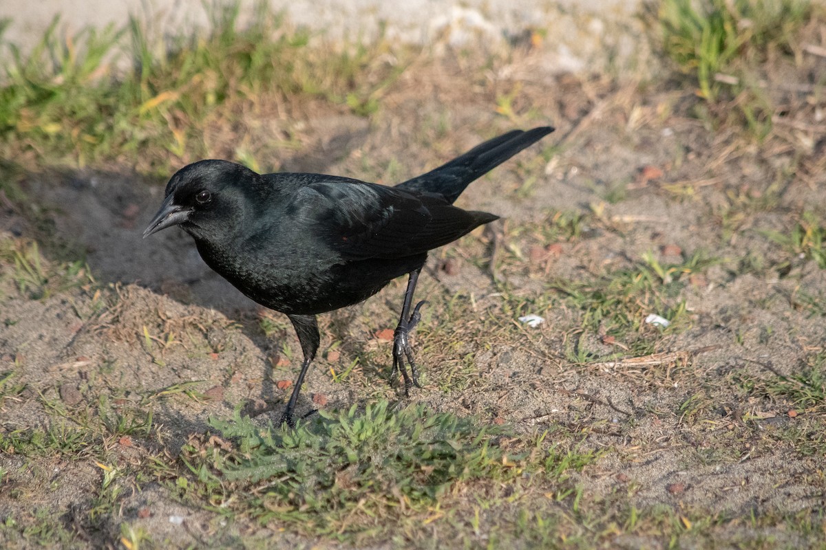 Red-winged Blackbird (California Bicolored) - ML211989271