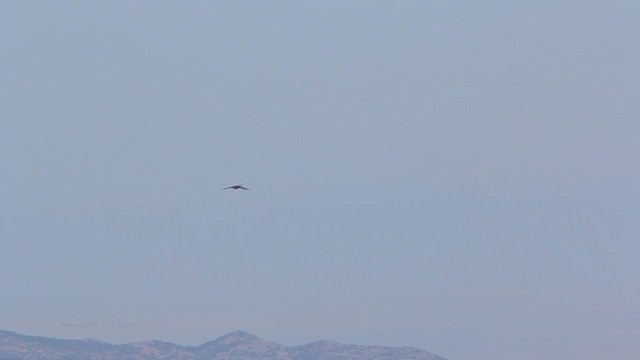 Sharp-shinned Hawk (Northern) - ML211995021