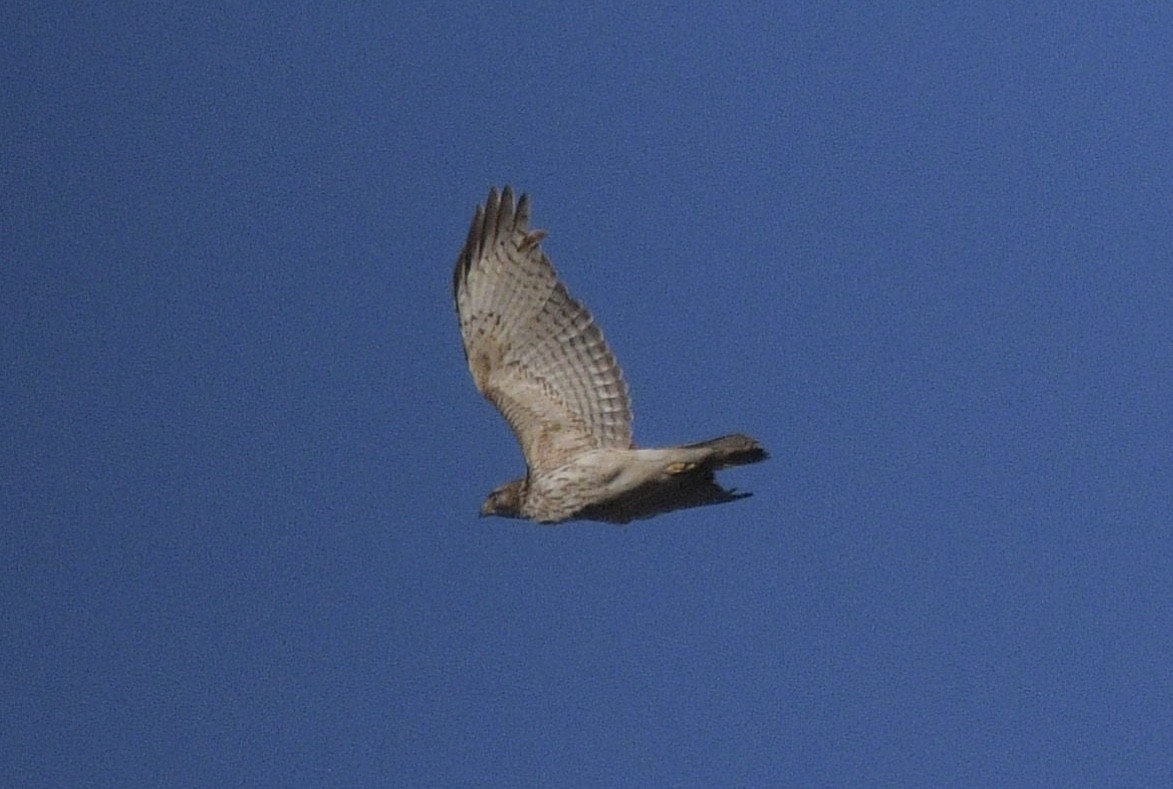 Red-shouldered Hawk - ML211995751