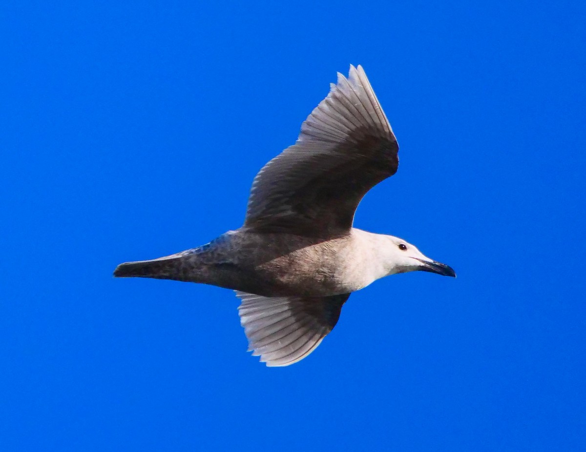 Glaucous-winged Gull - ML211996891