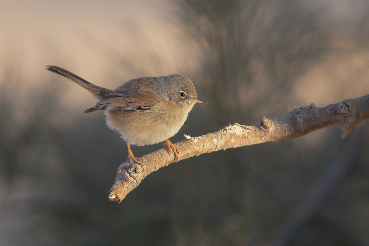 Tristram's Warbler - ML211997051