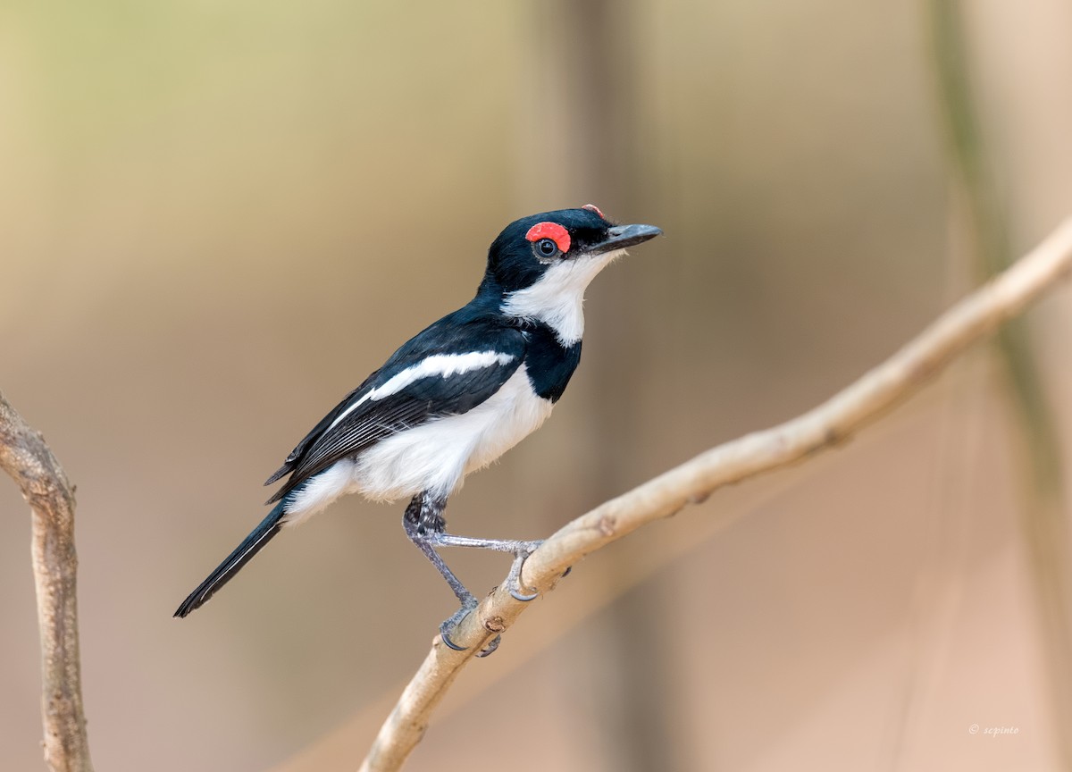 Brown-throated Wattle-eye - Shailesh Pinto