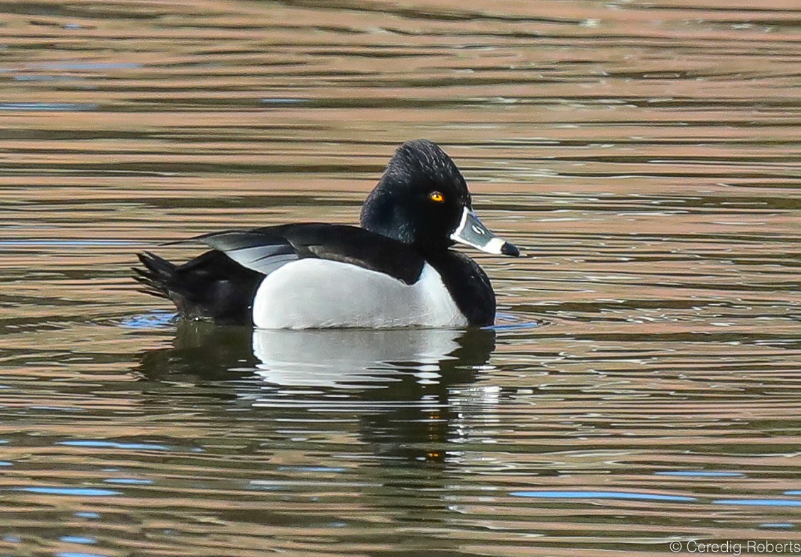 Ring-necked Duck - Ceredig  Roberts